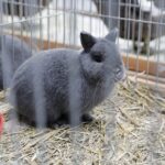 30.01.2022. Kielce. Targi Kielce. Krajowa Wystawa Gołębi Rasowych i Drobnego Inwentarza / Jarosław Kubalski / Radio Kielce