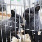 30.01.2022. Kielce. Targi Kielce. Krajowa Wystawa Gołębi Rasowych i Drobnego Inwentarza / Jarosław Kubalski / Radio Kielce