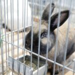 30.01.2022. Kielce. Targi Kielce. Krajowa Wystawa Gołębi Rasowych i Drobnego Inwentarza / Jarosław Kubalski / Radio Kielce