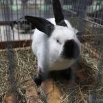 30.01.2022. Kielce. Targi Kielce. Krajowa Wystawa Gołębi Rasowych i Drobnego Inwentarza / Jarosław Kubalski / Radio Kielce