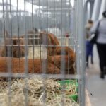 30.01.2022. Kielce. Targi Kielce. Krajowa Wystawa Gołębi Rasowych i Drobnego Inwentarza / Jarosław Kubalski / Radio Kielce