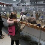 30.01.2022. Kielce. Targi Kielce. Krajowa Wystawa Gołębi Rasowych i Drobnego Inwentarza / Jarosław Kubalski / Radio Kielce