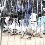 29.01.2022 Targi Kielce. Wystawa gołębi rasowych / Jarosław Kubalski / Radio Kielce