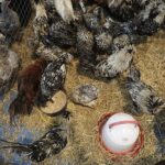 30.01.2022. Kielce. Targi Kielce. Krajowa Wystawa Gołębi Rasowych i Drobnego Inwentarza / Jarosław Kubalski / Radio Kielce