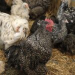 30.01.2022. Kielce. Targi Kielce. Krajowa Wystawa Gołębi Rasowych i Drobnego Inwentarza / Jarosław Kubalski / Radio Kielce