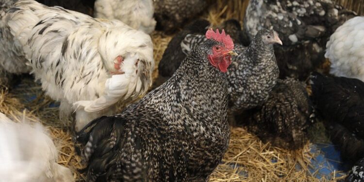 30.01.2022. Kielce. Targi Kielce. Krajowa Wystawa Gołębi Rasowych i Drobnego Inwentarza / Jarosław Kubalski / Radio Kielce