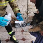 Wąchock. Akcja wydobycia psa z 8-metrowej studni / PSP Starachowice