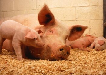 Świnie, świnia, trzoda chlewna / pixabay.com