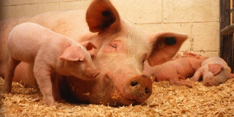 Świnie, świnia, trzoda chlewna / pixabay.com
