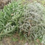 Stroisz jodłowy z Nadleśnictwa Suchedniów / Piotr Fitas/Nadleśnictwa Suchedniów