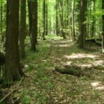 Leśna kopalnia rudy ,,Ludwik". Torowisko kolejki / turysta.swietokrzyski.eu