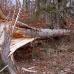 wiatrołom wiatr drzewo wichura / pixabay.com