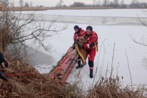 04.02.2022. Palonki. Strażacy uratowali psa, który wpadł do przerębla / KPP Busko-Zdrój