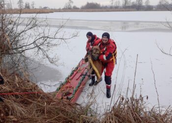 04.02.2022. Palonki. Strażacy uratowali psa, który wpadł do przerębla / KPP Busko-Zdrój