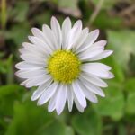 Na zdjęciu: stokrotka / Nadleśnictwo Stąporków