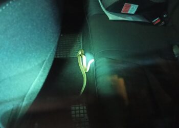 wąż / Ratownictwo Powiatu Ostrowieckiego