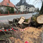 17.02.2022. Kielce. Ulica Turystyczna. Wycięty dąb / Wiktor Taszłow / Radio Kielce