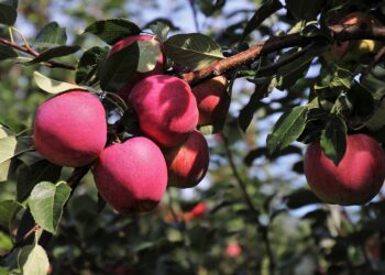 Jabłka, sad owocowy / Fot. Pixabay