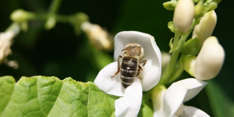 Pszczoła na kwitnącej fasoli / Pixabay