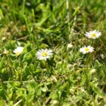 Zakwitły już pierwsze kwiatki