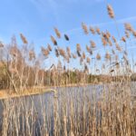 13.02.2022. Piła. Okolice zbiornika wodnego / Magdalena Galas-Klusek / Radio Kielce