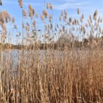 13.02.2022. Piła. Okolice zbiornika wodnego / Magdalena Galas-Klusek / Radio Kielce