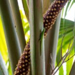 Seszele / Przemysław Wiktorczyk