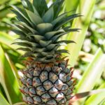 Seszele / Przemysław Wiktorczyk