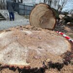 17.02.2022. Kielce. Ulica Turystyczna. Wycięty dąb / Wiktor Taszłow / Radio Kielce