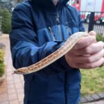 Na zdjęciu: wąż, którego znalazł w swoim samochodzie mieszkaniec Ostrowca Św. / PSP Ostrowiec Św.