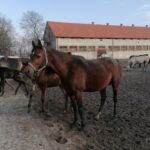 20.02.2022. Michałów. Stadnina koni / Marta Gajda-Kruk / Radio Kielce