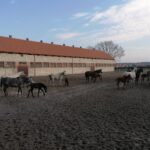 20.02.2022. Michałów. Stadnina koni / Marta Gajda-Kruk / Radio Kielce