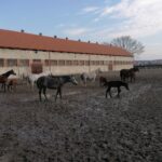 20.02.2022. Michałów. Stadnina koni / Marta Gajda-Kruk / Radio Kielce