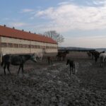 20.02.2022. Michałów. Stadnina koni / Marta Gajda-Kruk / Radio Kielce