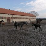 20.02.2022. Michałów. Stadnina koni / Marta Gajda-Kruk / Radio Kielce