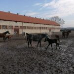 20.02.2022. Michałów. Stadnina koni / Marta Gajda-Kruk / Radio Kielce