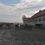 20.02.2022. Michałów. Stadnina koni / Marta Gajda-Kruk / Radio Kielce