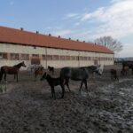 20.02.2022. Michałów. Stadnina koni / Marta Gajda-Kruk / Radio Kielce