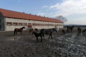 20.02.2022. Michałów. Stadnina koni / Marta Gajda-Kruk / Radio Kielce