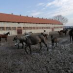 20.02.2022. Michałów. Stadnina koni / Marta Gajda-Kruk / Radio Kielce