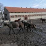 20.02.2022. Michałów. Stadnina koni / Marta Gajda-Kruk / Radio Kielce