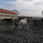 20.02.2022. Michałów. Stadnina koni / Marta Gajda-Kruk / Radio Kielce