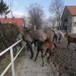 20.02.2022. Michałów. Stadnina koni / Marta Gajda-Kruk / Radio Kielce