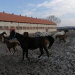 20.02.2022. Michałów. Stadnina koni / Marta Gajda-Kruk / Radio Kielce