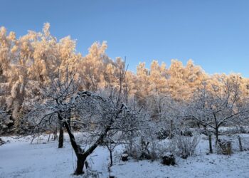 Pogoda, zima, mróz, śnieg, szron, zimno / Dorota Klusek / Radio Kielce