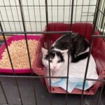 19.02.2022. Kielce. Rodzinny Ogród Działkowy „Kadzielnia”. Koty do adopcji / Kamil Król / Radio Kielce