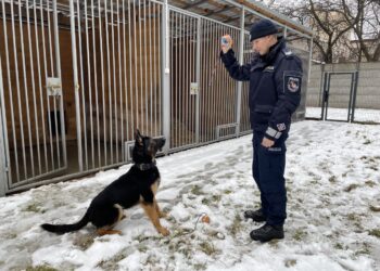 02.02.2022. Końskie. Na zdjęciu: sierż. szt. Kamilem Kotwicą, Baki - policyjny pies / Magdalena Galas-Klusek / Radio Kielce