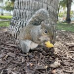 Muzyczne podróże. Floryda / Joanna Dąbek
