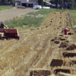 02.08.2017 Wzdół Rządowy. Zbiór słomy. / Jarosław Kubalski / Radio Kielce