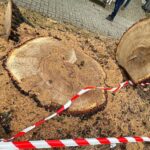 17.02.2022. Kielce. Ulica Turystyczna. Wycięty dąb / Wiktor Taszłow / Radio Kielce